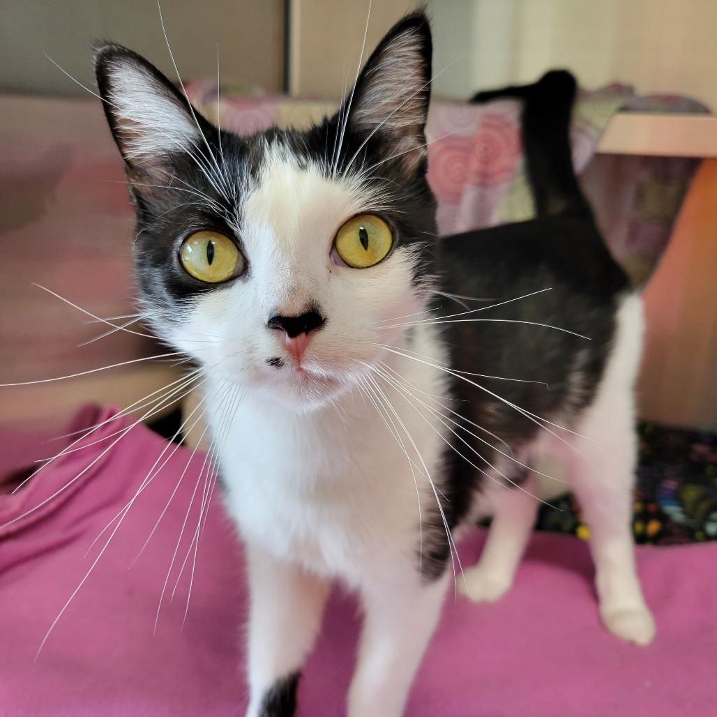 Enlarge Fleur, a Adoptable Domestic Short Hair in Nashville, IN image 3/6