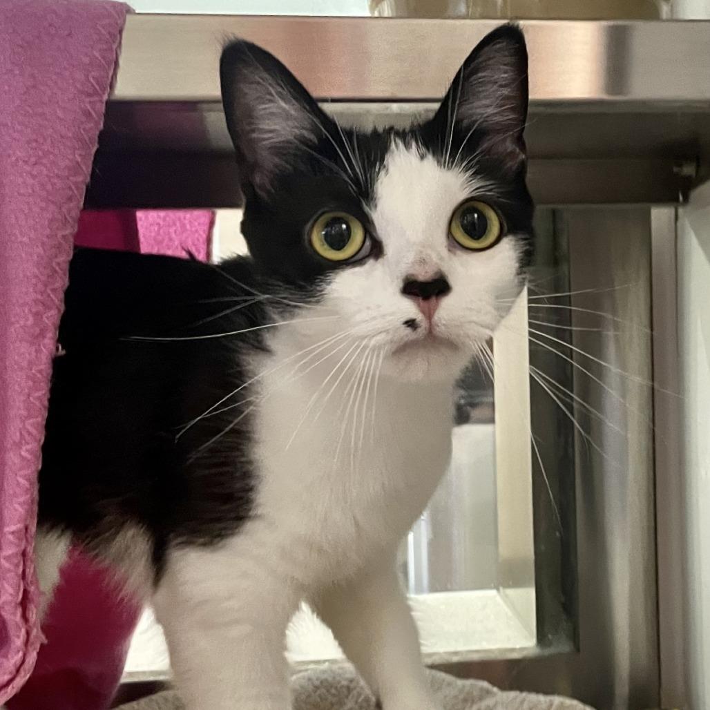 Enlarge Fleur, a Adoptable Domestic Short Hair in Nashville, IN image 4/6
