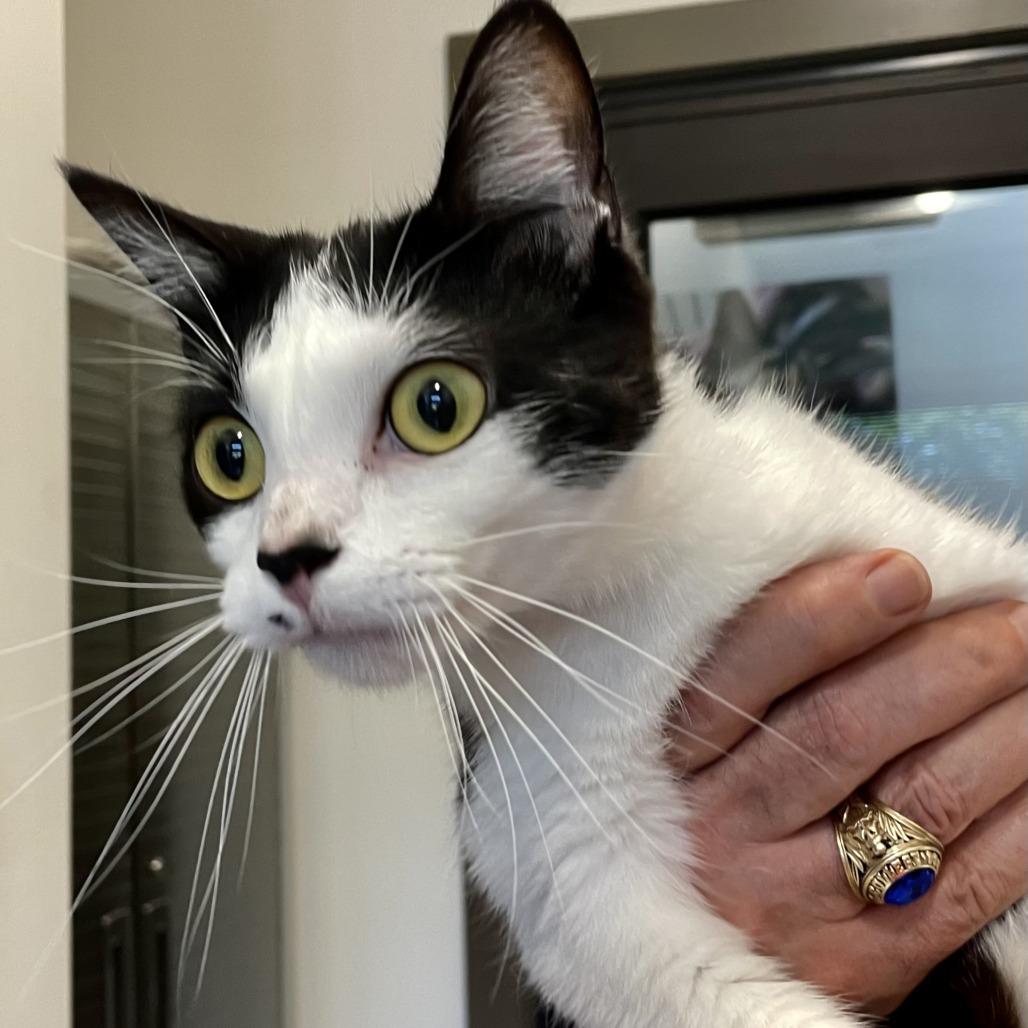 Enlarge Fleur, a Adoptable Domestic Short Hair in Nashville, IN image 5/6