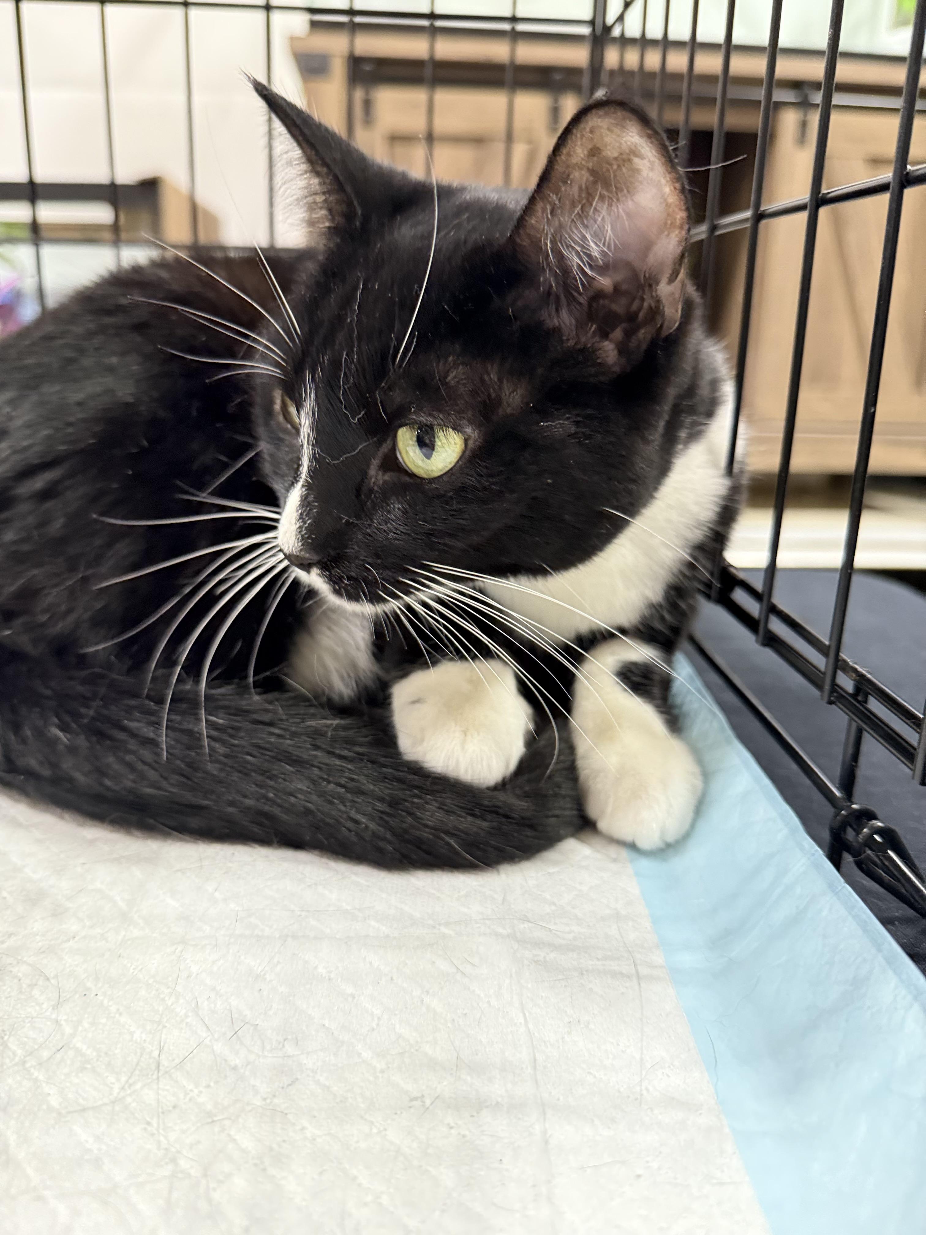 Enlarge Suzanne, a Adoptable Domestic Short Hair in Walnut, CA image 4/5