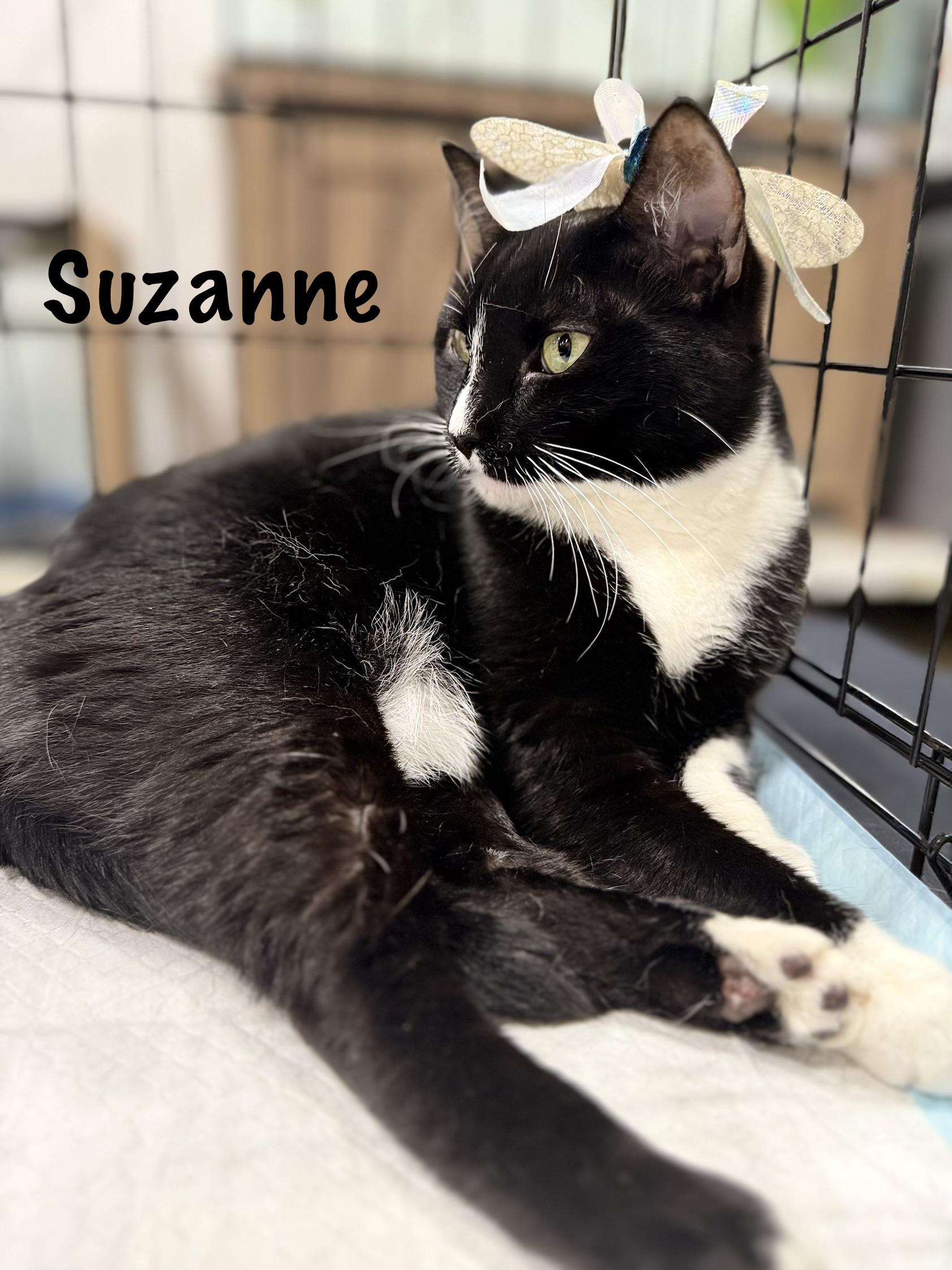 Suzanne, Adoptable, Adult Female Domestic Short Hair.