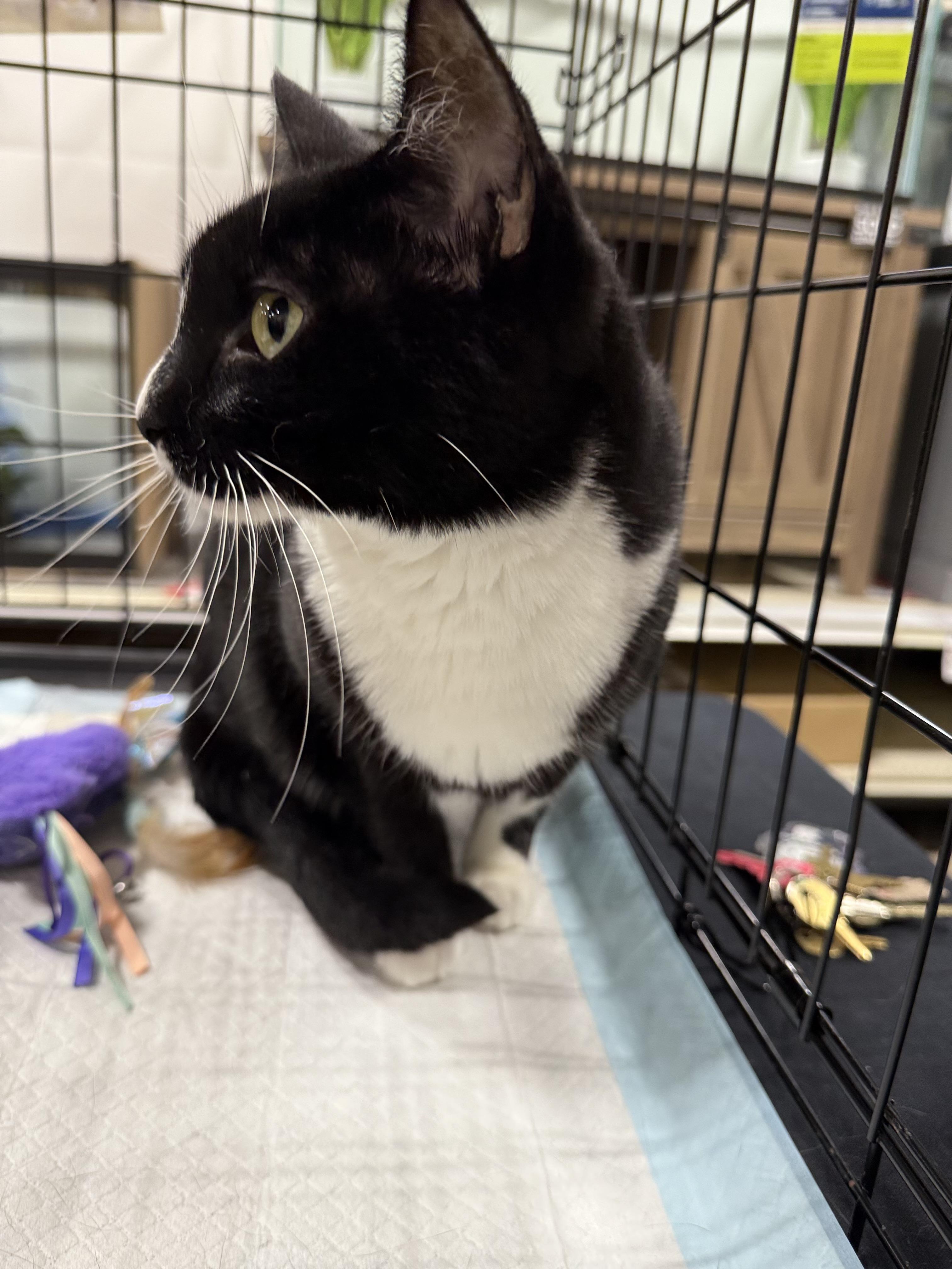 Enlarge Suzanne, a Adoptable Domestic Short Hair in Walnut, CA image 2/5