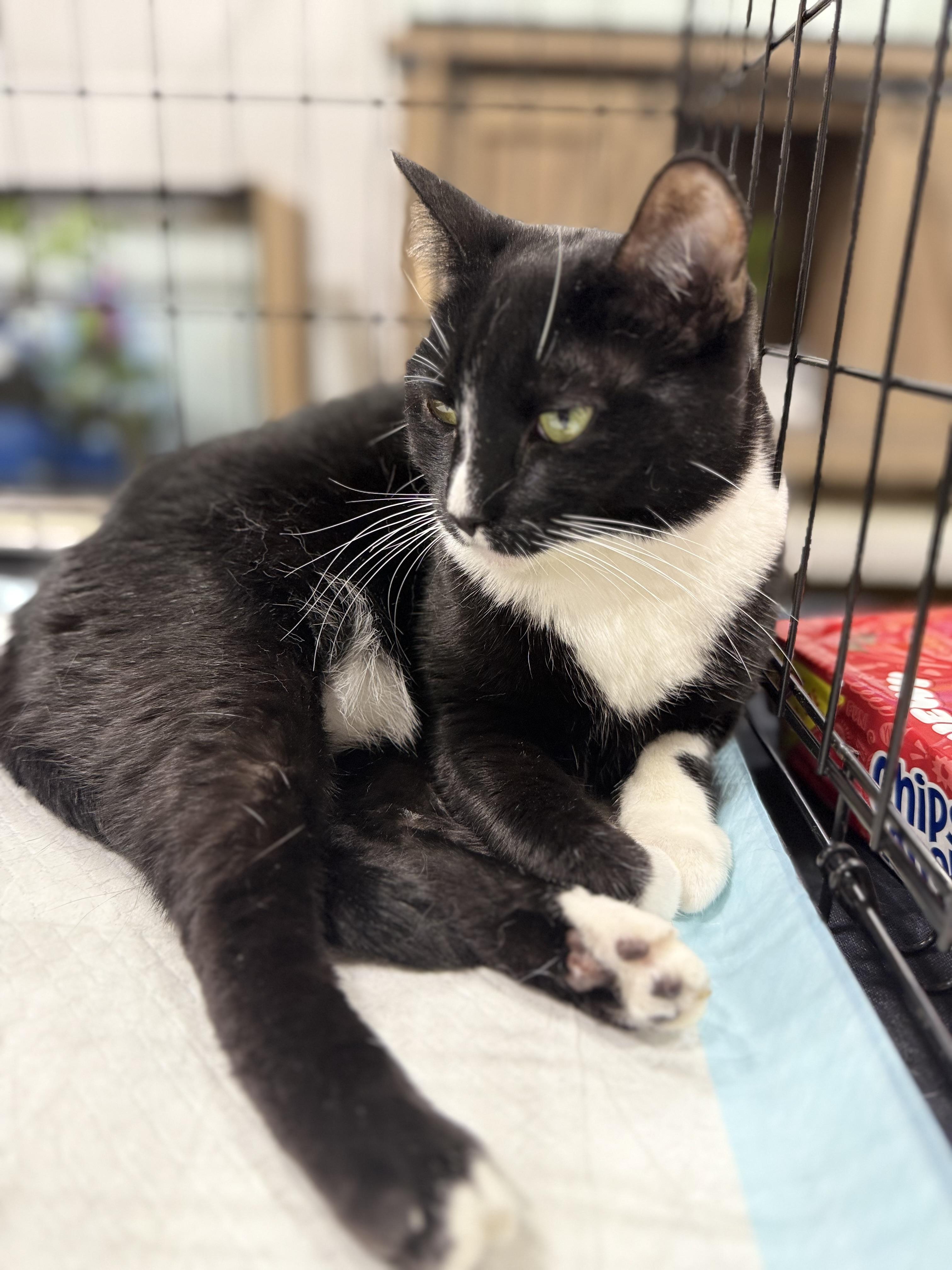 Enlarge Suzanne, a Adoptable Domestic Short Hair in Walnut, CA image 3/5