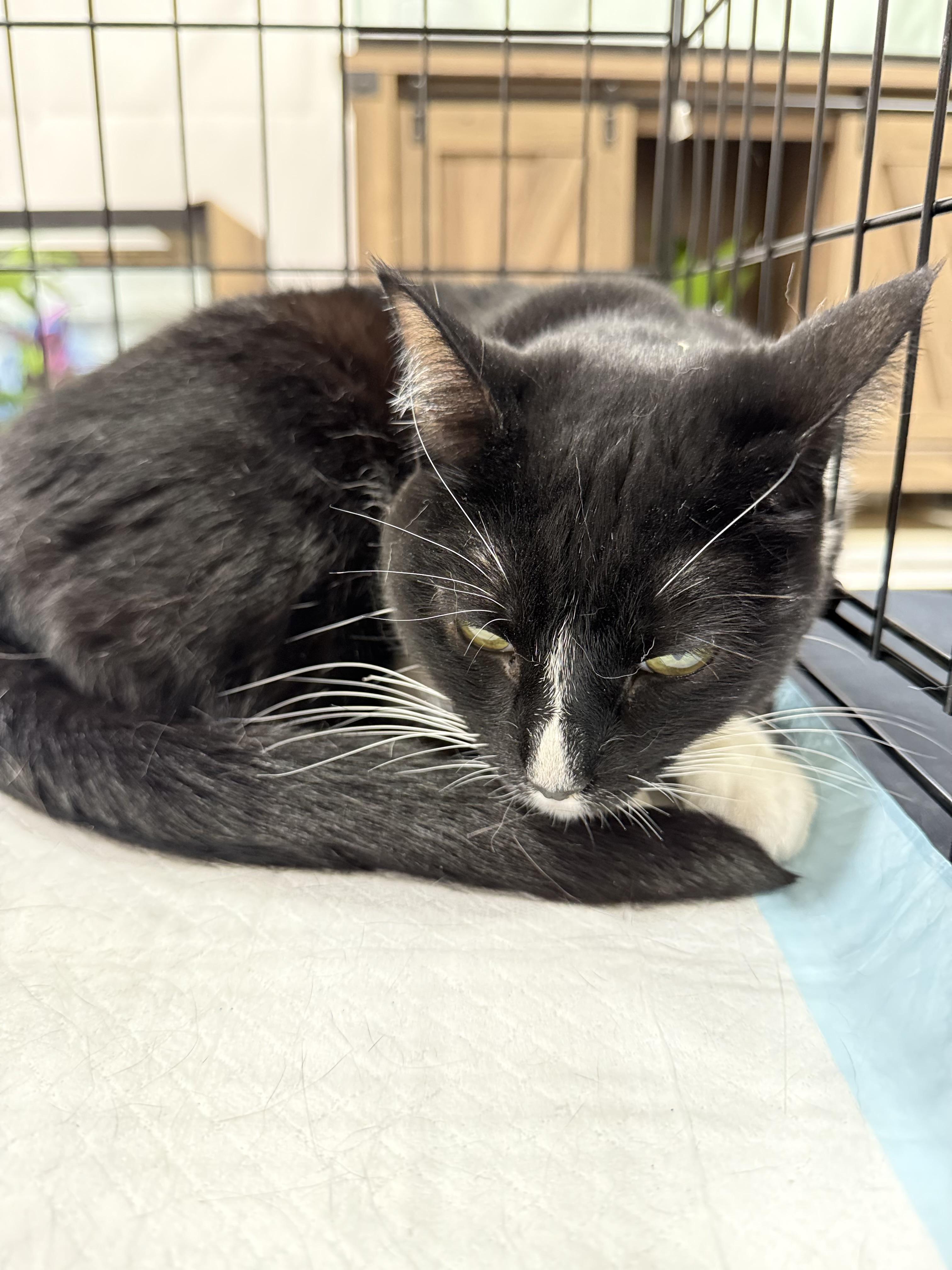 Enlarge Suzanne, a Adoptable Domestic Short Hair in Walnut, CA image 5/5