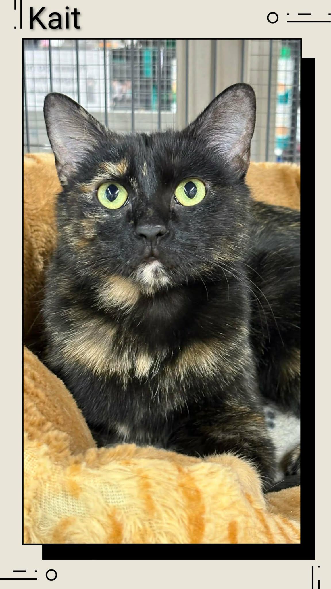 Kait, Adoptable, Young Female Domestic Short Hair.