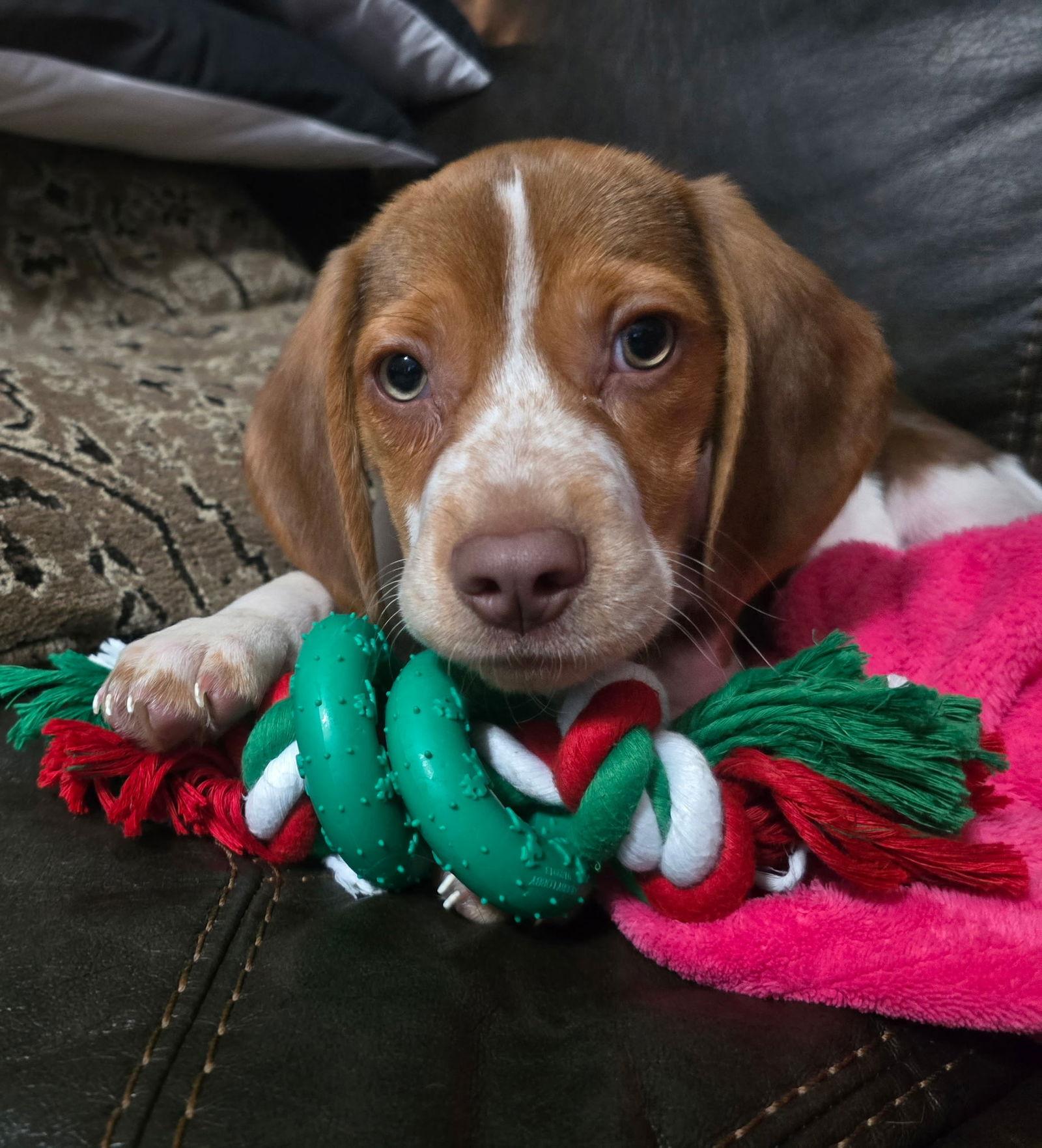 Enlarge Charlie Sheen, a Adoptable Beagle in Barnhart, MO image 1/2