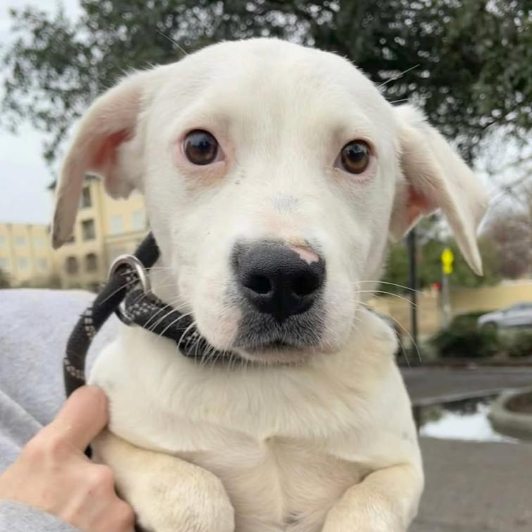 Enlarge Sailor, a Adoptable mixed breed in Waggaman, LA image 1/2