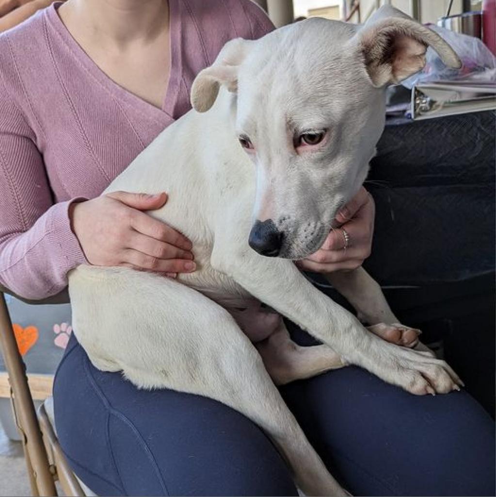 Enlarge Sailor, a Adoptable mixed breed in Waggaman, LA image 2/2