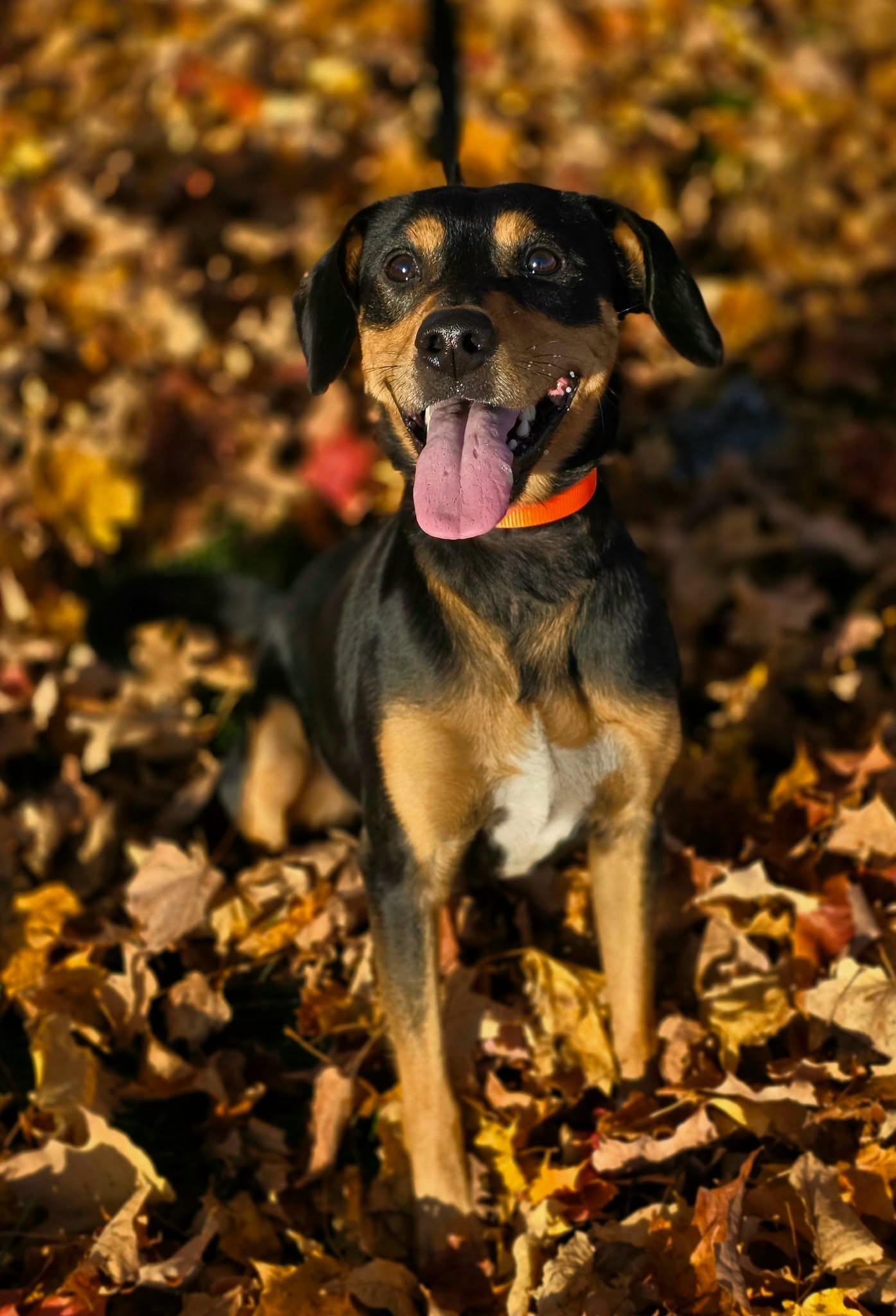 Trouble, Adoptable, Adult Male Rottweiler & Beagle.