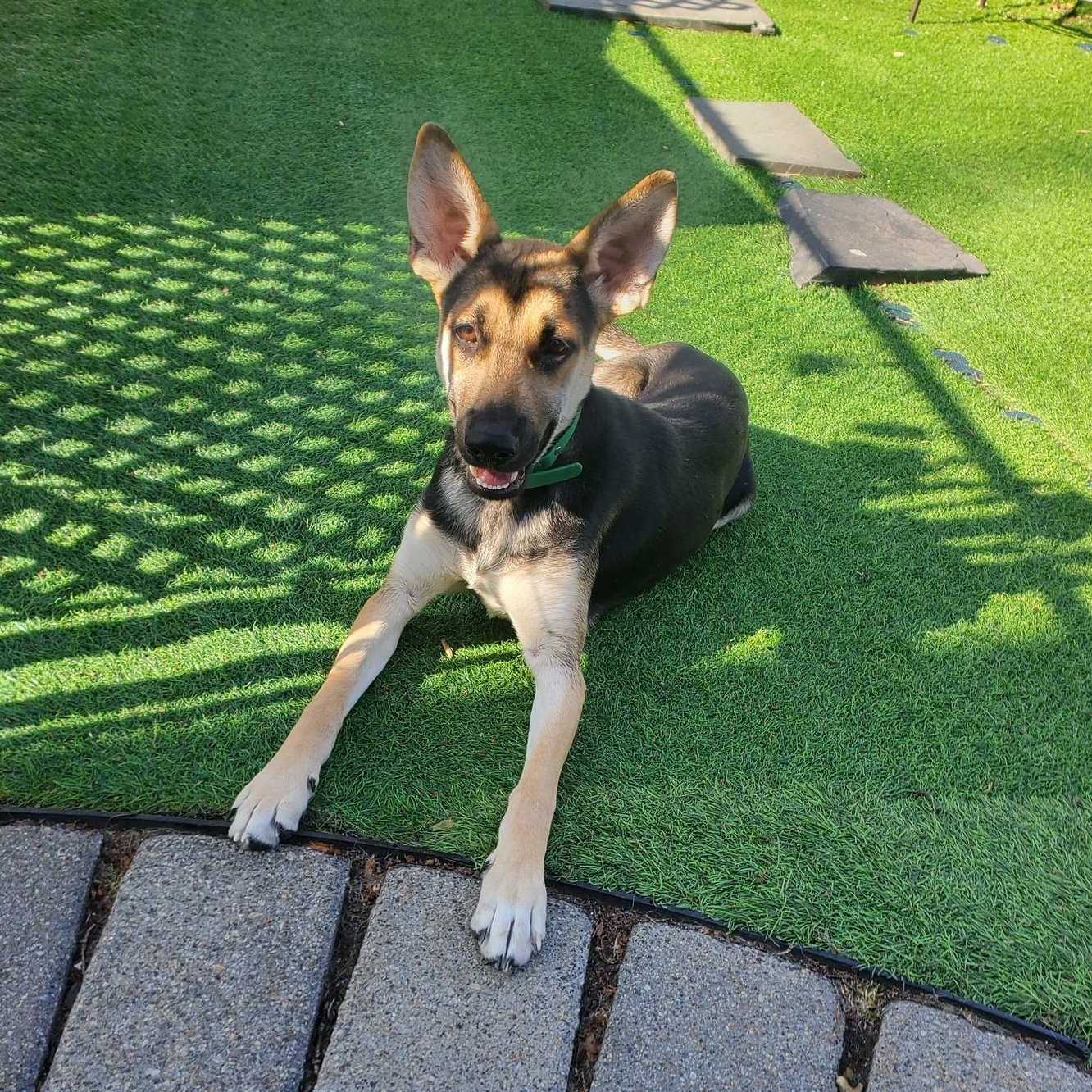 Cosimo, Adoptable, Puppy Male German Shepherd Dog & Mixed Breed.