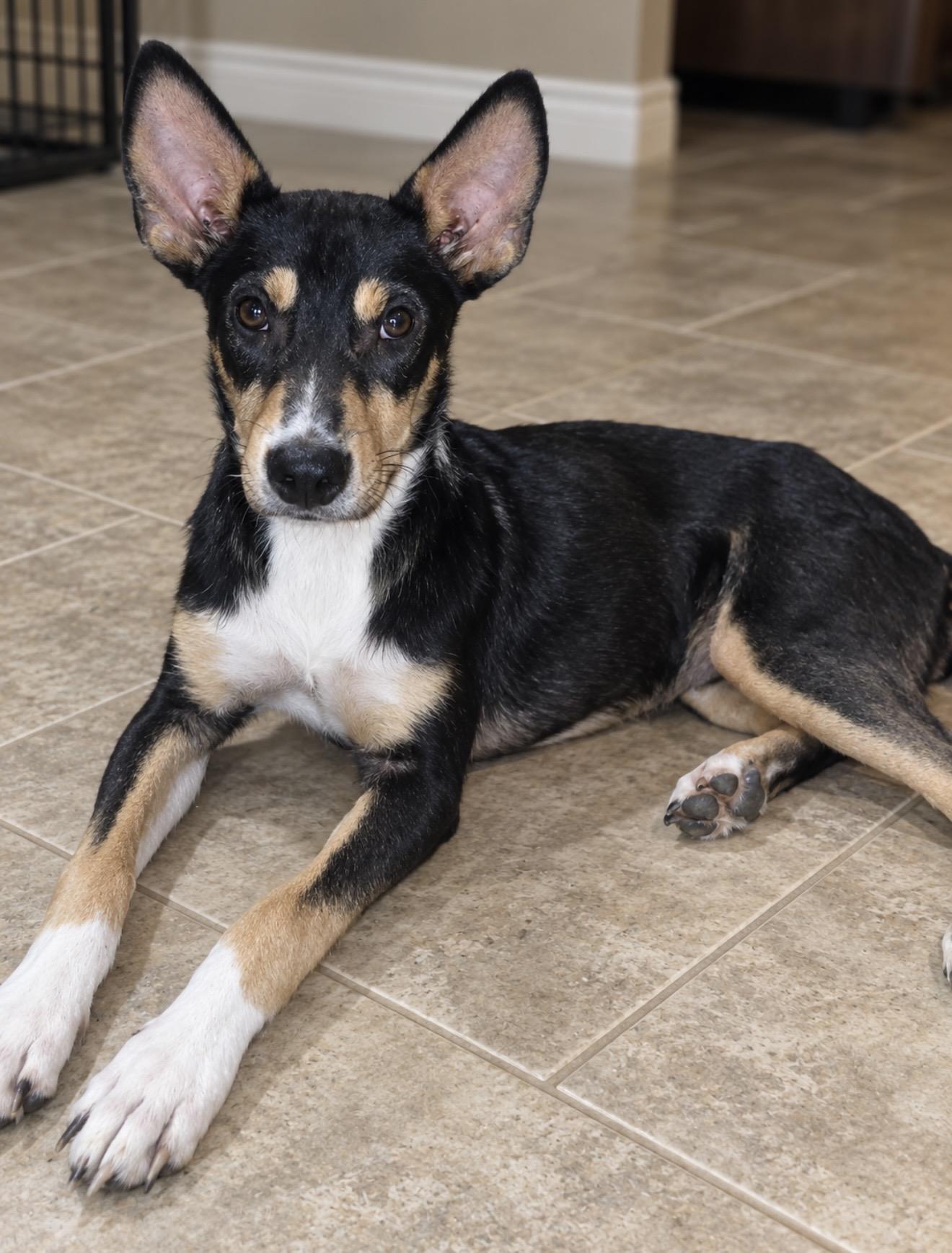 Enlarge LEO (HTX), a Adoptable mixed breed in Spring, TX image 1/1
