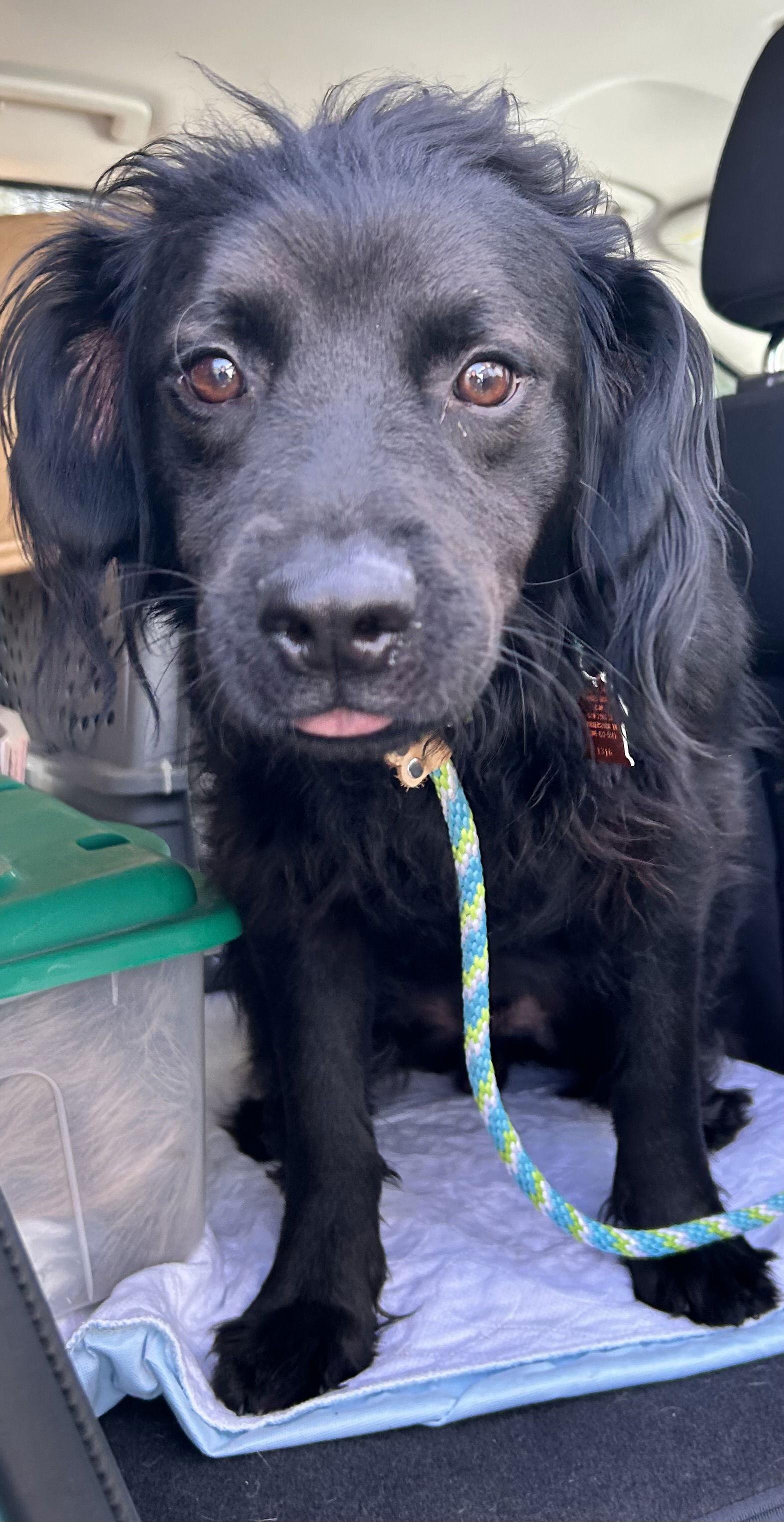 Axl, Adopted, Young Male Labrador Retriever.