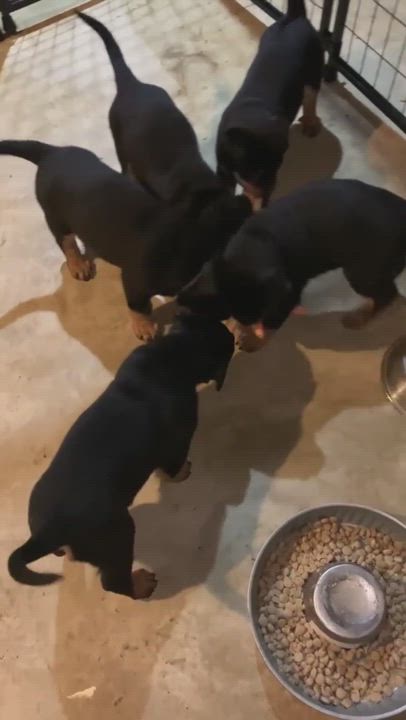 Enlarge MOSES, a Adopted Rottweiler in Chapel Hill, NC video 5/9