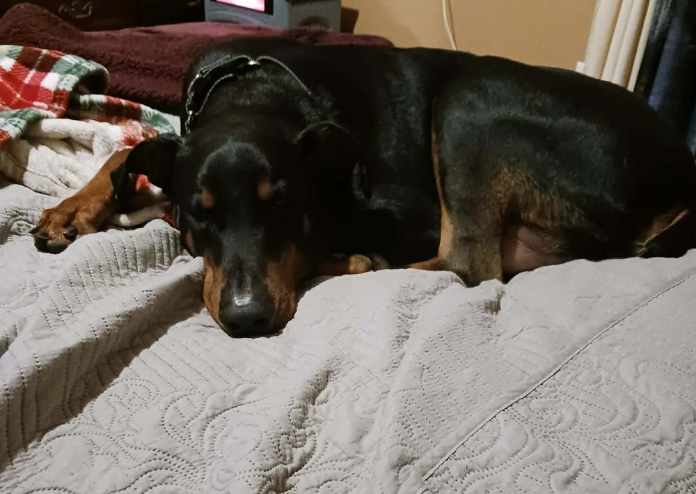 Enlarge Chuck, a Adoptable Doberman Pinscher in Enterprise, AL image 1/3