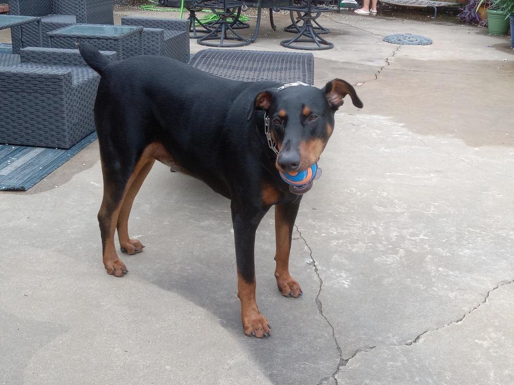 Enlarge Chuck, a Adoptable Doberman Pinscher in Enterprise, AL image 2/3