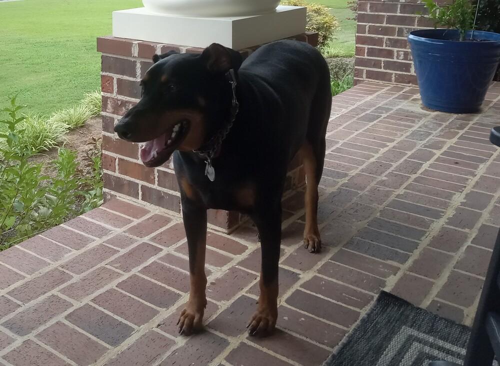 Enlarge Chuck, a Adoptable Doberman Pinscher in Enterprise, AL image 3/3