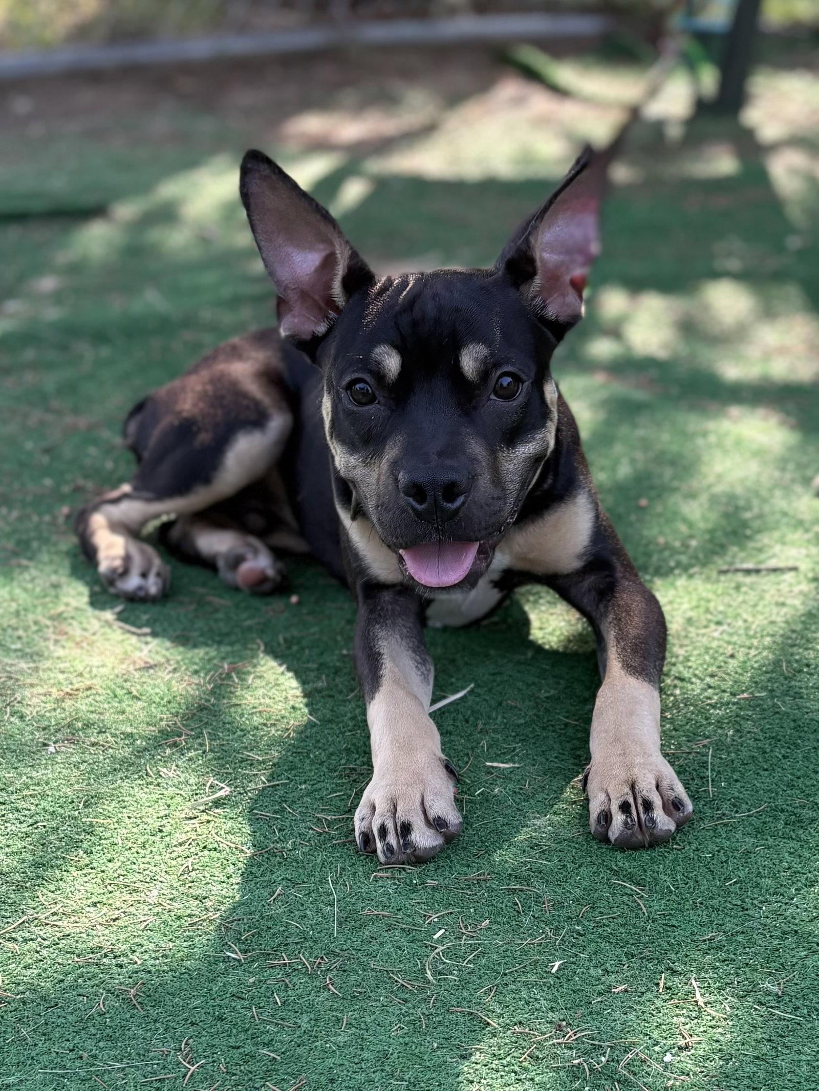 Maxwell, Adoptable, Puppy Male Terrier.
