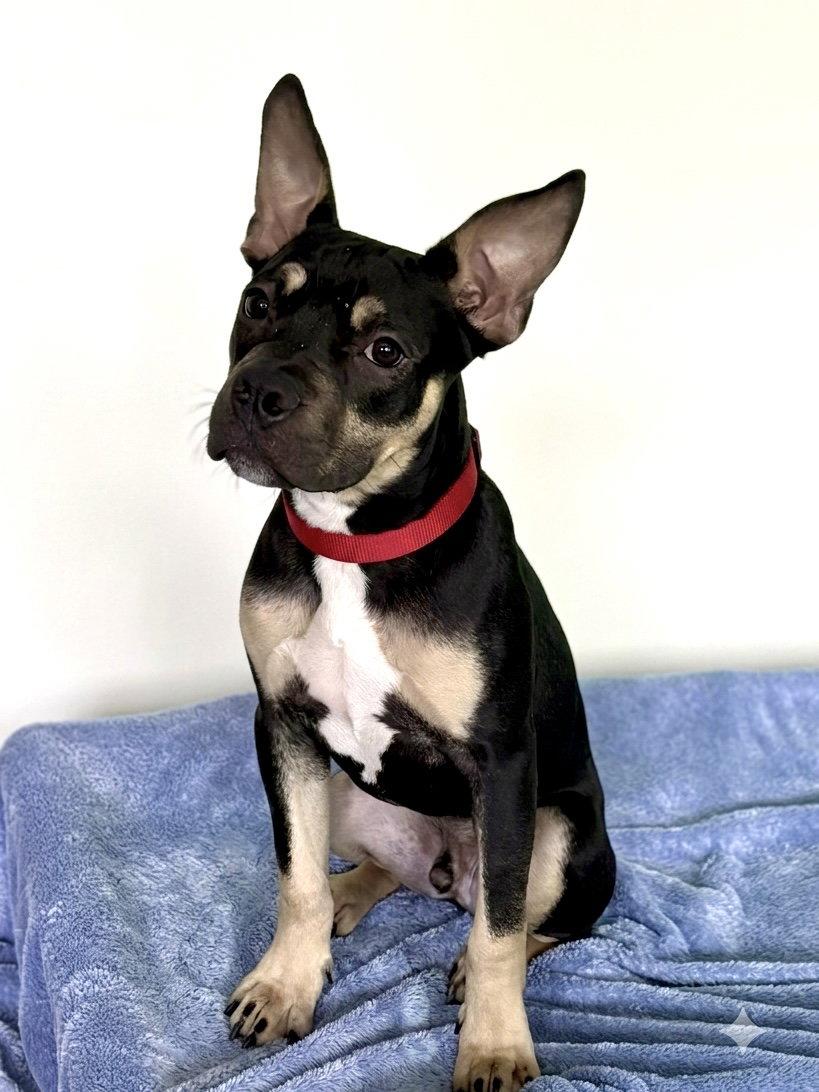 Enlarge Maxwell, a Adoptable Terrier in Spring Lake, NJ image 2/3