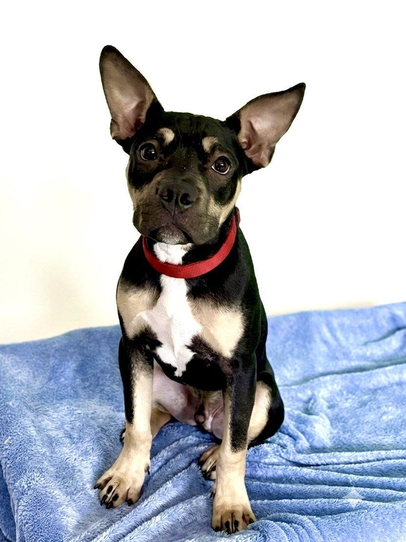 Enlarge Maxwell, a Adoptable Terrier in Spring Lake, NJ image 3/3