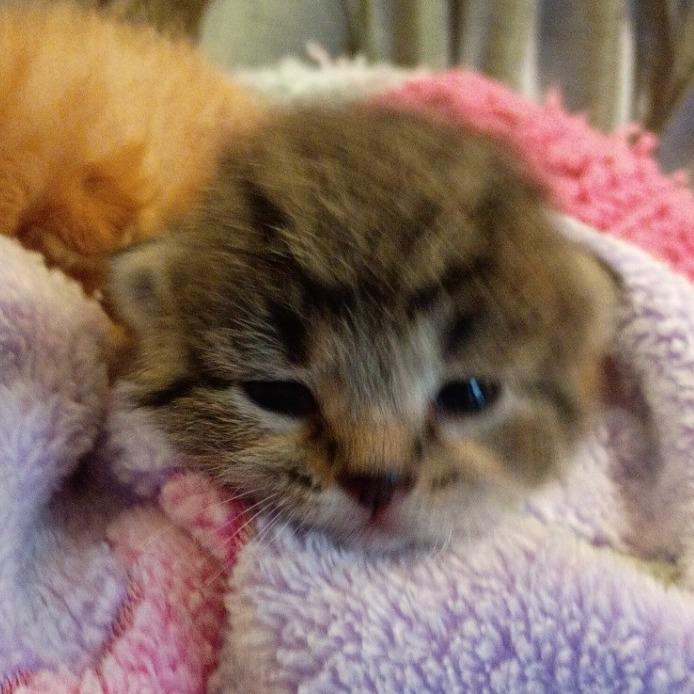 Enlarge Mitzi, a Adoptable Domestic Short Hair in East Smithfield , PA image 2/6