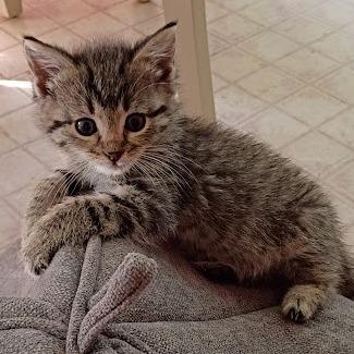 Enlarge Mitzi, a Adoptable Domestic Short Hair in East Smithfield , PA image 4/6
