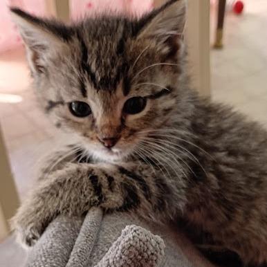 Enlarge Mitzi, a Adoptable Domestic Short Hair in East Smithfield , PA image 5/6