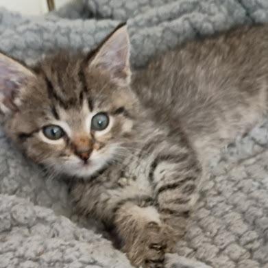 Enlarge Mitzi, a Adoptable Domestic Short Hair in East Smithfield , PA image 6/6
