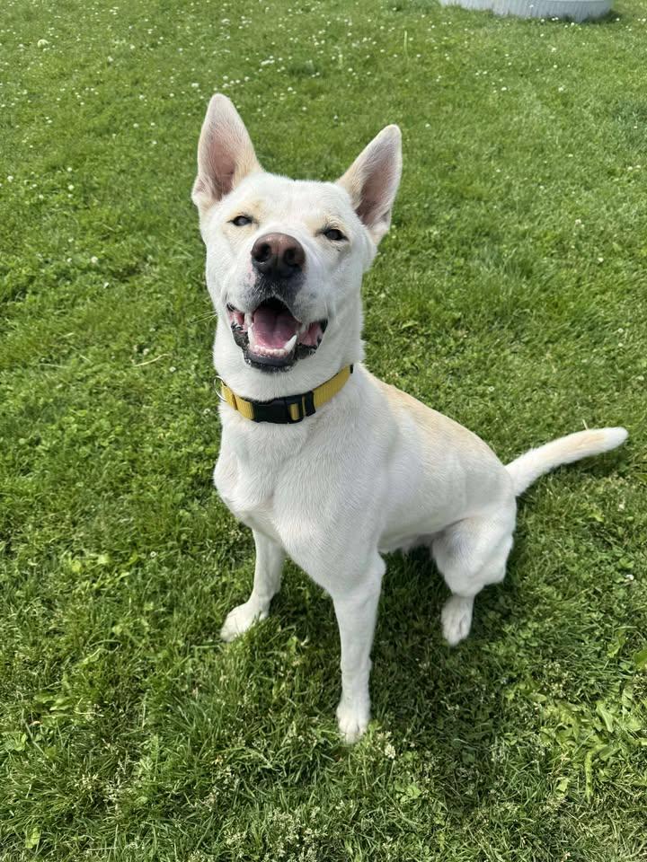 Moonshine, an adoptable Husky Mix in Prineville, OR_image-1