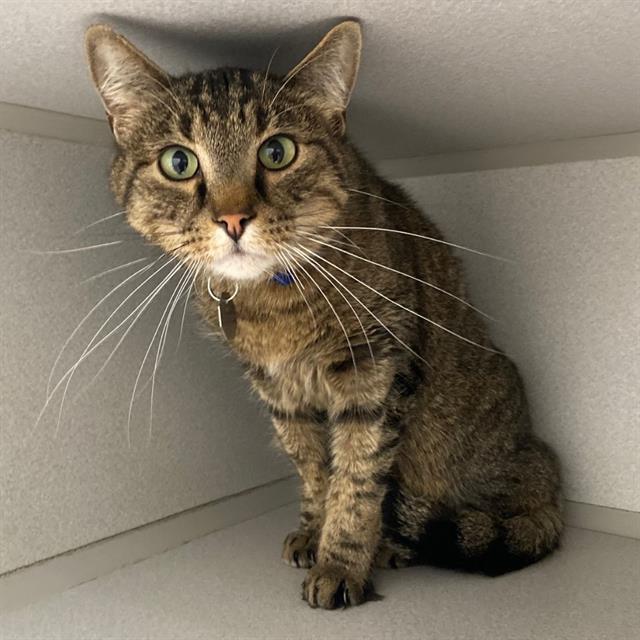 Enlarge MOONSTONE, a Adoptable Domestic Short Hair in Aurora, CO image 1/1