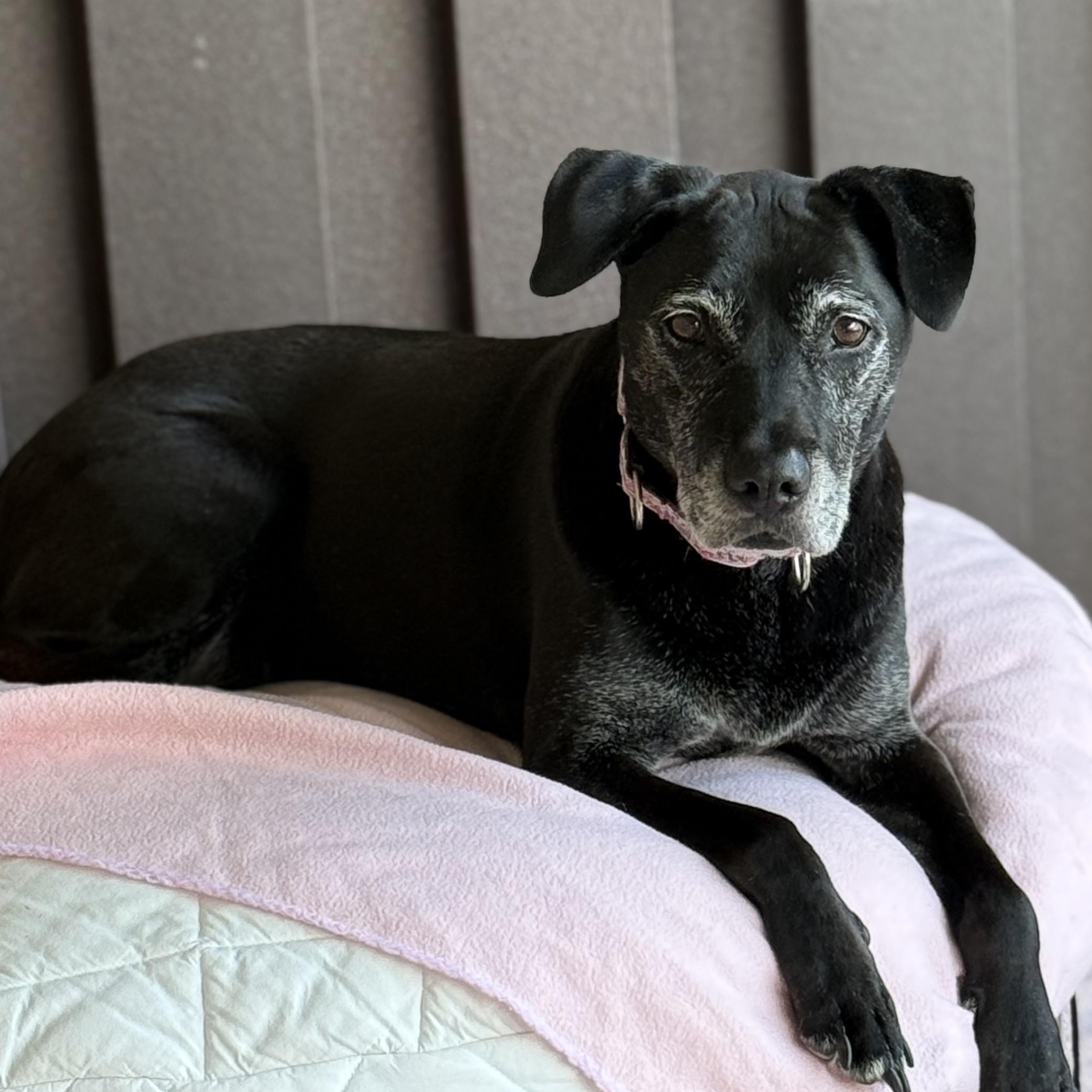Angel, a ADOPTABLE mixed breed in Mount Juliet, TN image 2/2