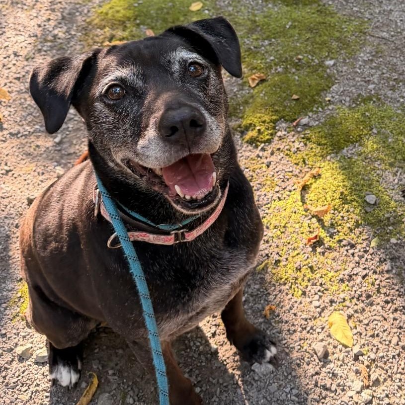 Angel, a ADOPTABLE mixed breed in Mount Juliet, TN image 1/2