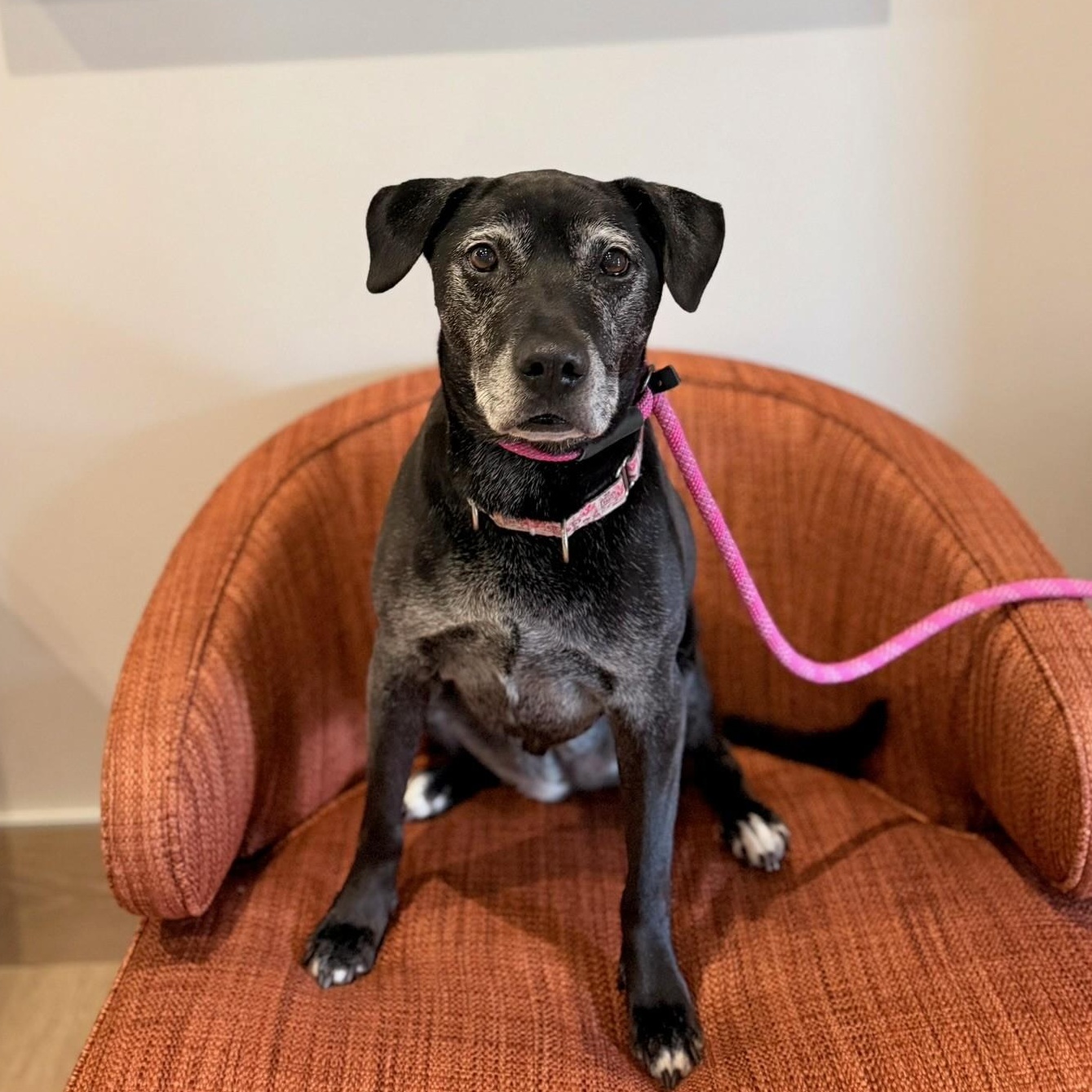 Angel, Adoptable, Senior Female Pit Bull Terrier & Black Labrador Retriever.