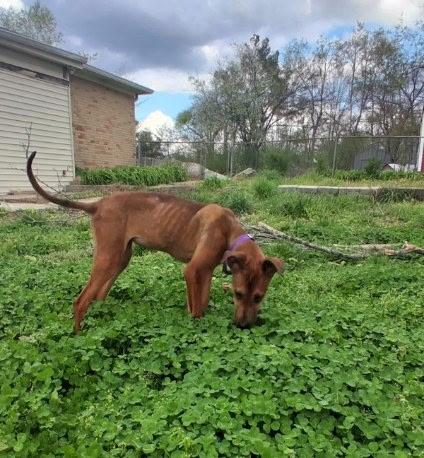 Enlarge Maple: Miracle She is ALIVE!!, a ADOPTABLE mixed breed in Franklin, TN image 4/4