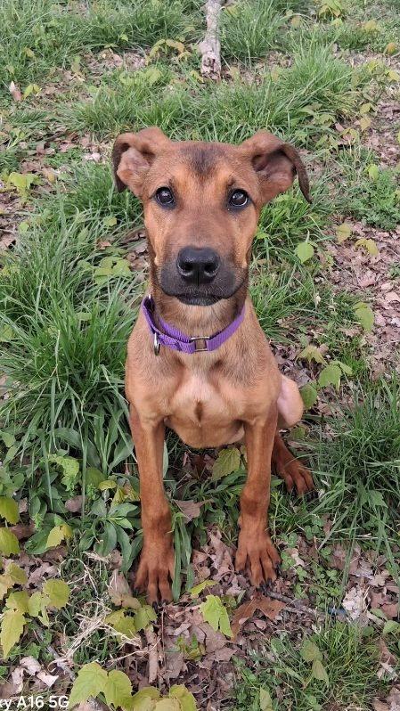 Enlarge Maple: Miracle She is ALIVE!!, a ADOPTABLE mixed breed in Franklin, TN image 3/4