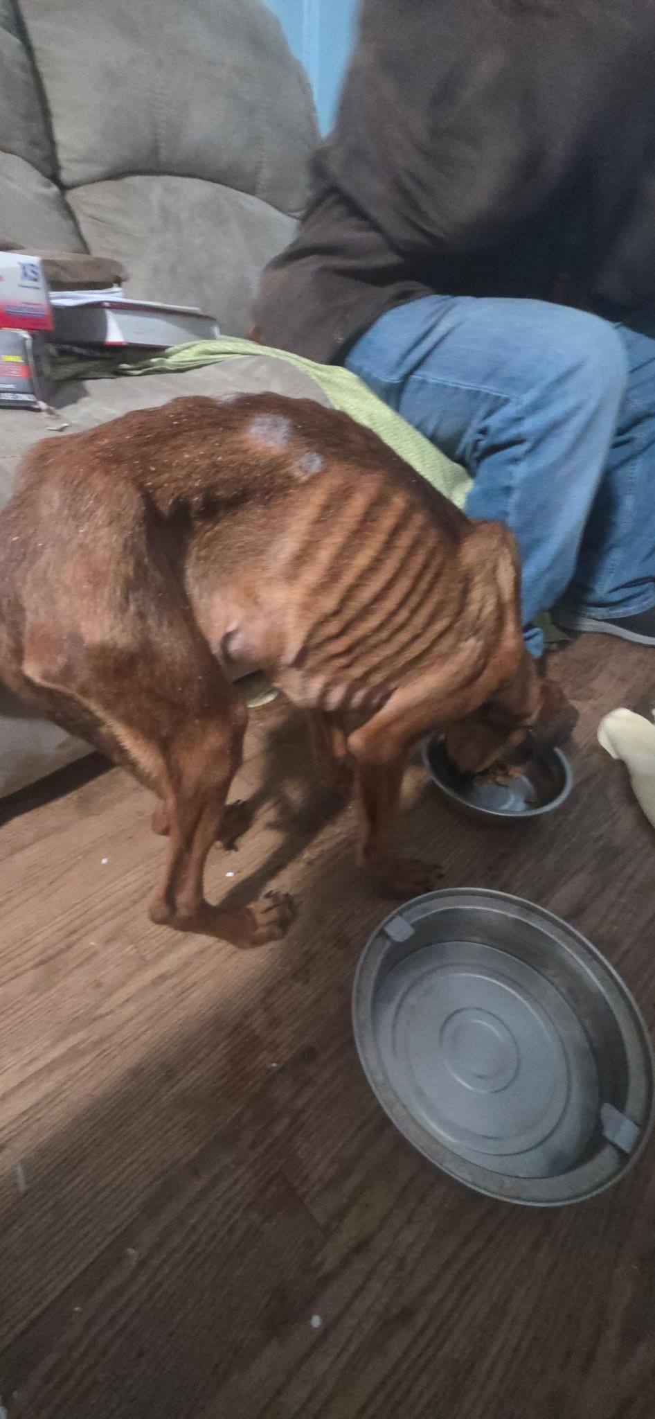 Enlarge Maple: Miracle She is ALIVE!!, a ADOPTABLE mixed breed in Franklin, TN image 2/4