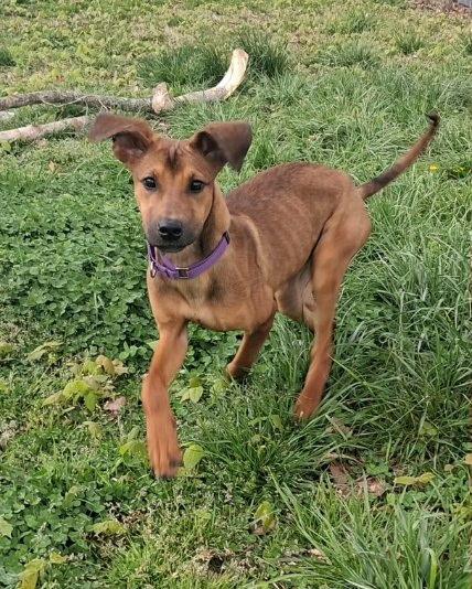 Maple: Miracle She is ALIVE!!, ADOPTABLE, Young Female Hound.