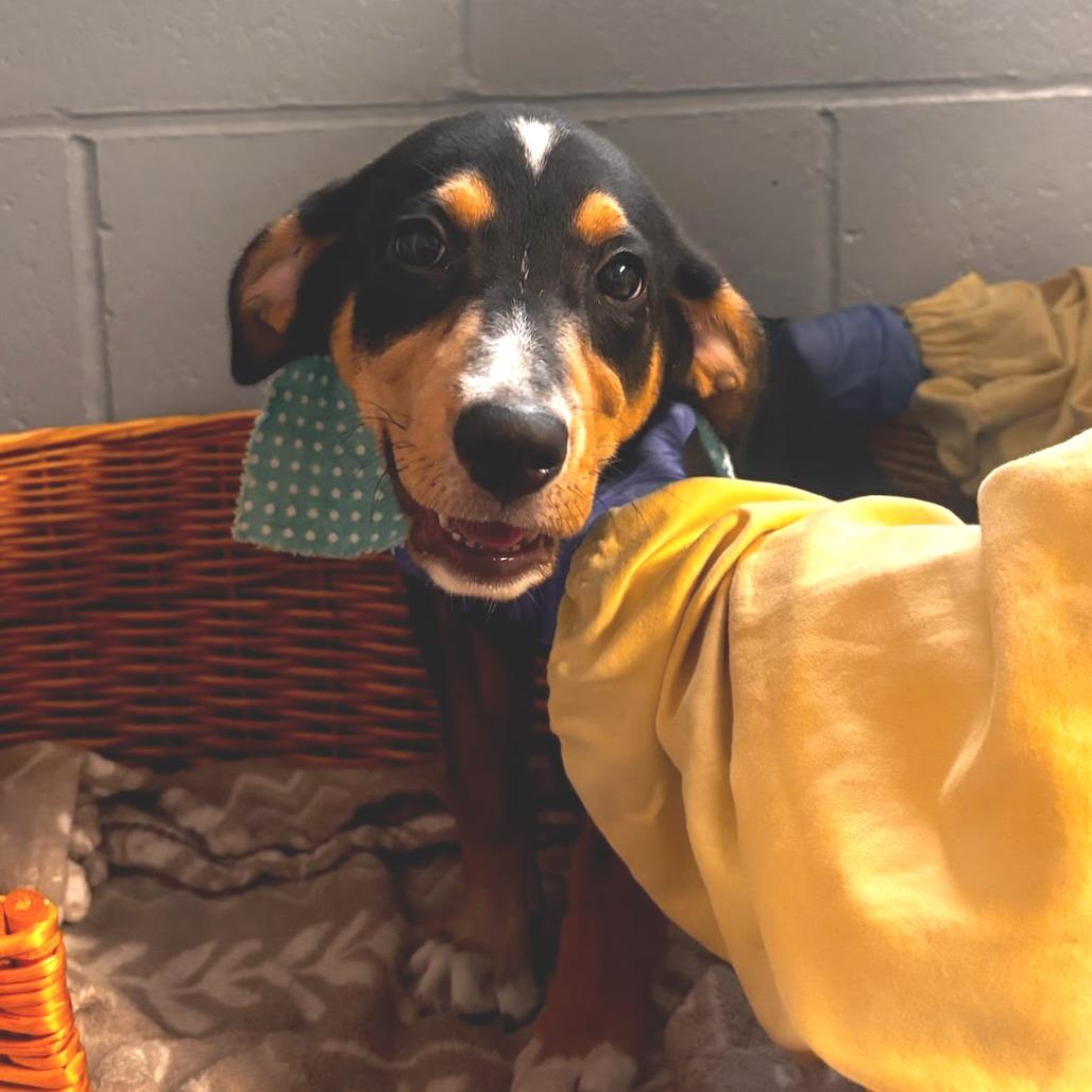 Butterfly, Adoptable, Puppy Female Coonhound.