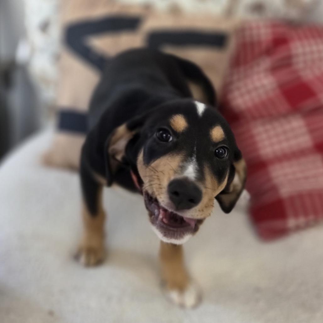 Enlarge Butterfly, a Adoptable Coonhound in Belleville, IL image 5/6