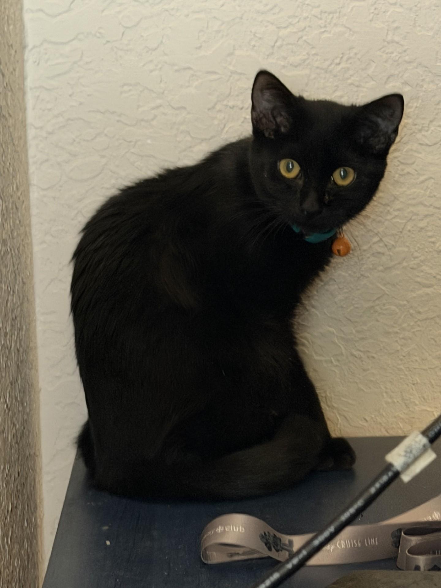 Enlarge CRABCAKE, a Adoptable American Shorthair in Maitland, FL image 2/3