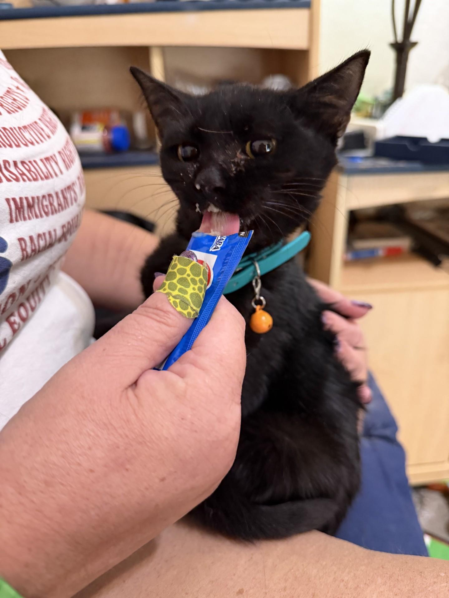 CRABCAKE, Adoptable, Young Female American Shorthair.