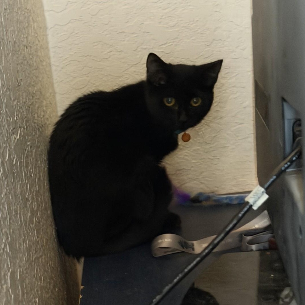 Enlarge CRABCAKE, a Adoptable American Shorthair in Maitland, FL image 3/3