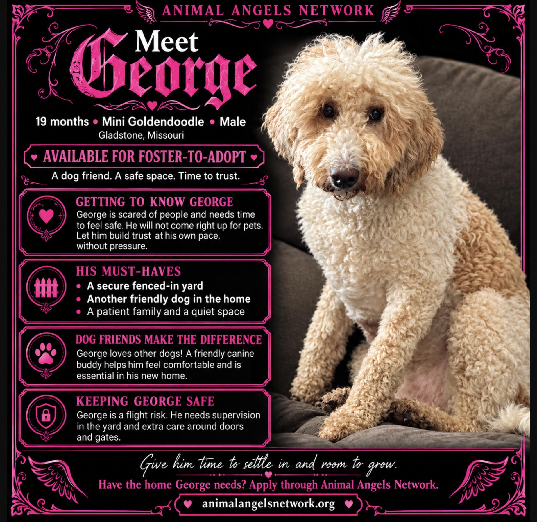 George, Adoptable, Adult Male Golden Retriever & Miniature Poodle.