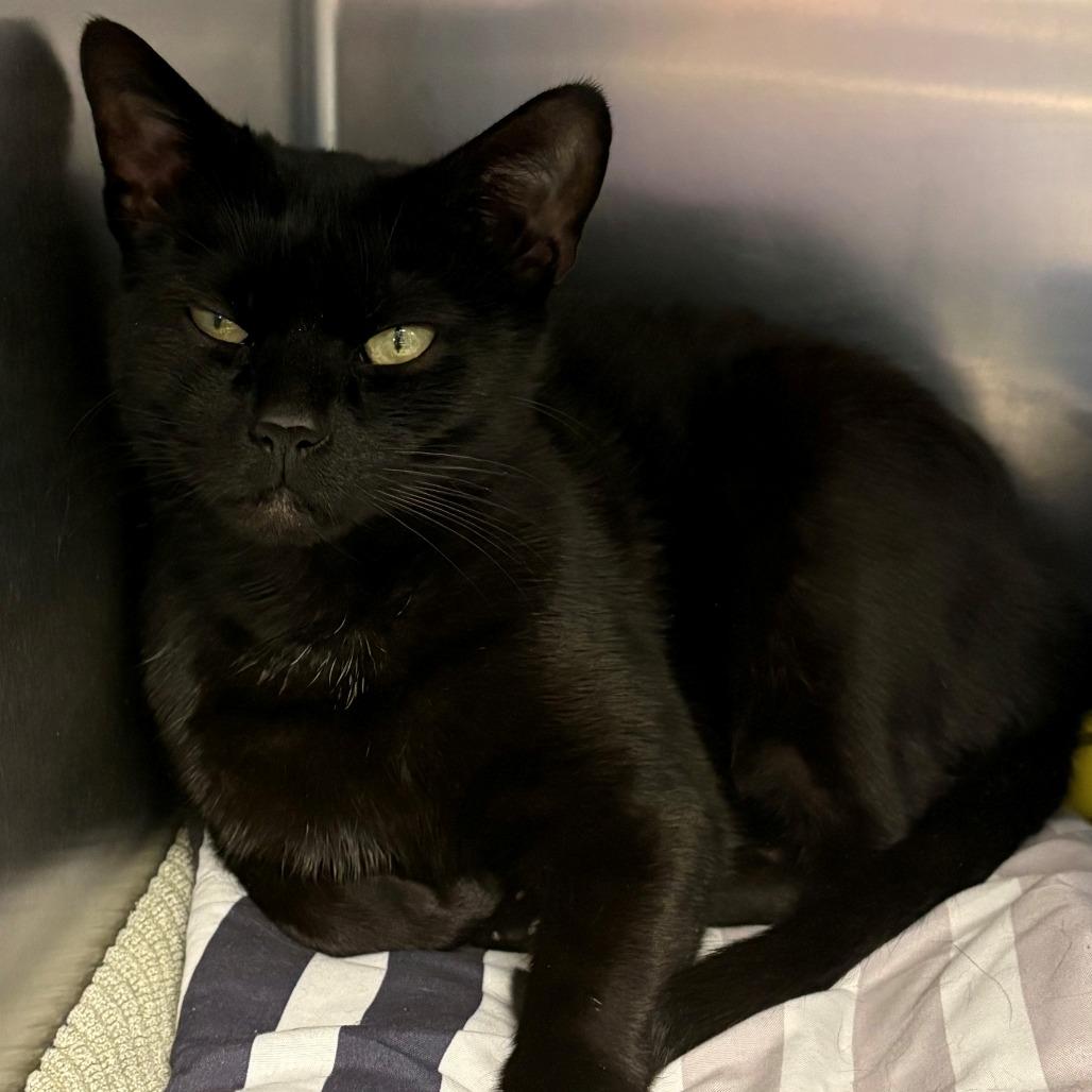 Enlarge Purrsnickety, a Adoptable Domestic Short Hair in East Hanover, NJ image 1/1