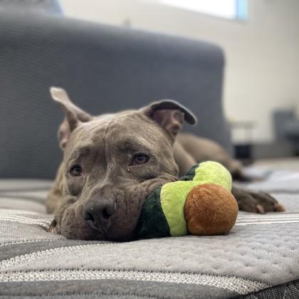 Bella, a Adoptable mixed breed in Wheaton, IL image 1/3