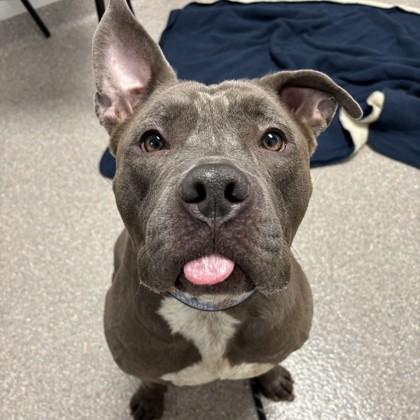 Bella, Adoptable, Adult Female Pit Bull Terrier & Mixed Breed.