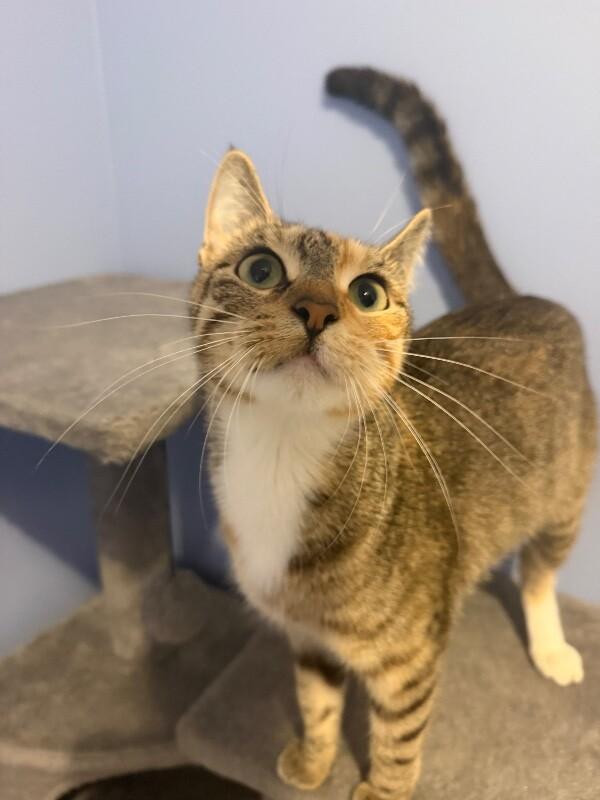 Virgo, Adoptable, Kitten Female Tabby.