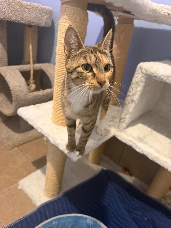 Enlarge Virgo, a Adoptable Tabby in Belton, MO image 2/6
