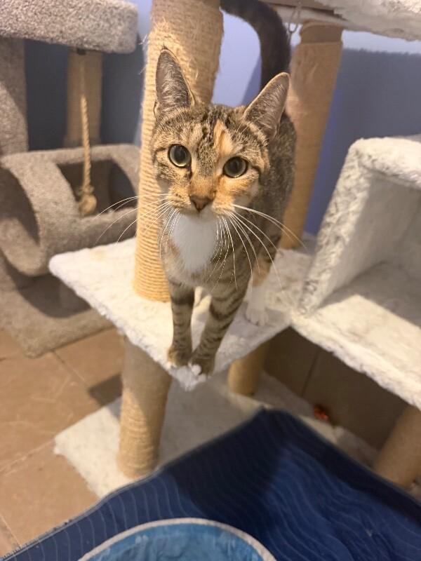 Enlarge Virgo, a Adoptable Tabby in Belton, MO image 3/6