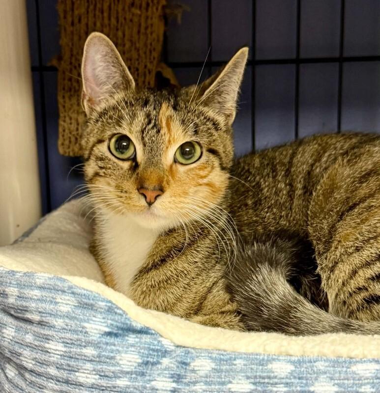 Enlarge Virgo, a Adoptable Tabby in Belton, MO image 4/6