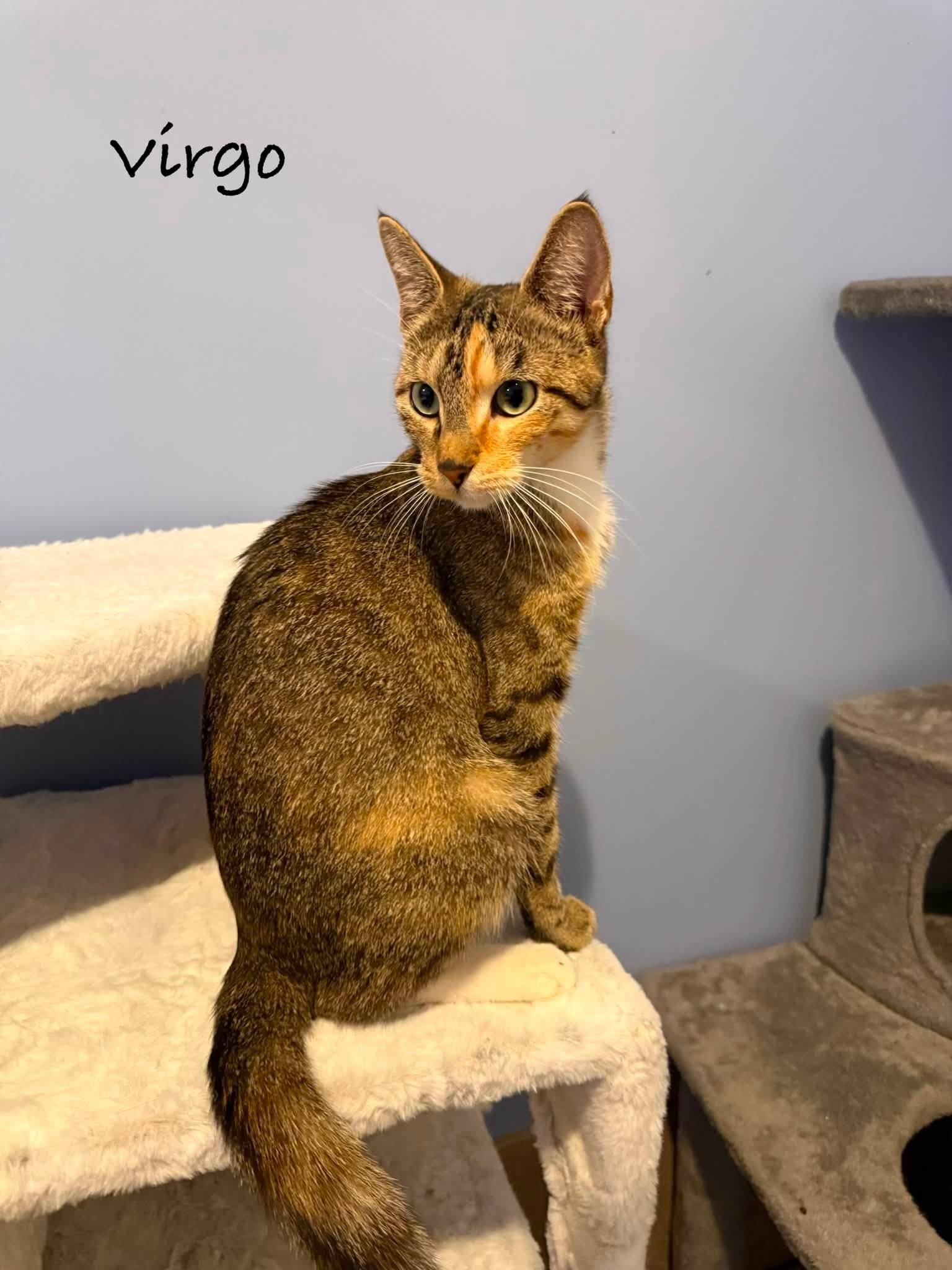 Enlarge Virgo, a Adoptable Tabby in Belton, MO image 5/6